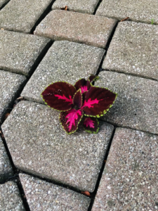 sidewalk_flower1